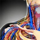 Karotidne arterije