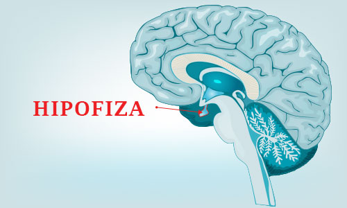 Hipofiza - Kolegium Medic Hipofiza - Kolegium Medic